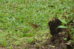 Myiothlypis rivularis