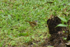 Myiothlypis rivularis