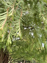 Metasequoia