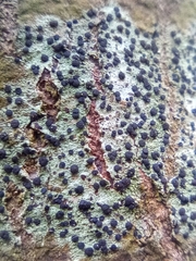 Lecidella elaeochroma