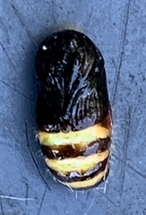 Abraxas grossulariata