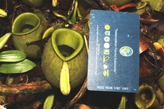 Nepenthes ampullaria