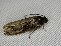 Cryptaspasma