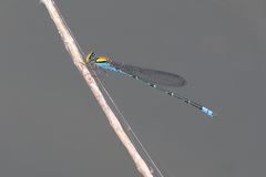 Pseudagrion aureofrons