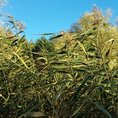 Phragmites australis altissimus