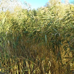 Phragmites australis altissimus