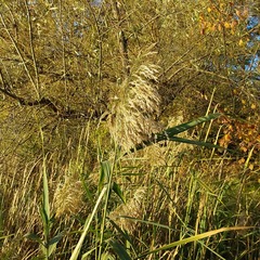 Phragmites australis altissimus