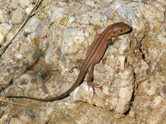 Lacerta trilineata