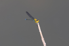 Pseudagrion aureofrons