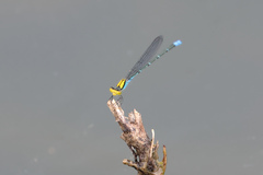 Pseudagrion aureofrons