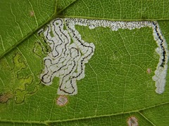 Stigmella tiliae