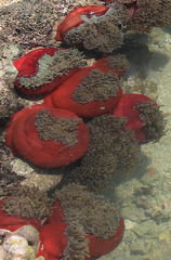 Heteractis magnifica