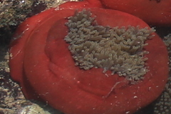 Heteractis magnifica