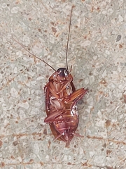 Periplaneta americana