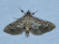 Marasmia poeyalis
