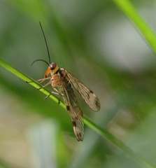 Panorpa cognata