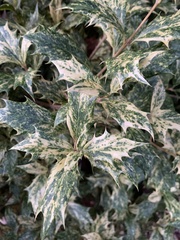 Osmanthus