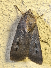 Agrotis infusa