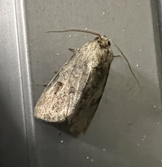 Spodoptera cilium