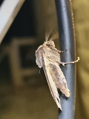 Agrotis infusa
