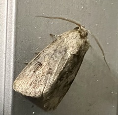 Spodoptera cilium