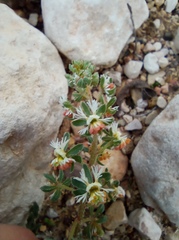 Reseda phyteuma