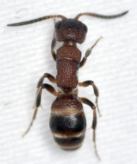 Myrmosa unicolor