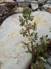Reseda phyteuma