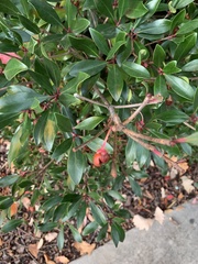 Ternstroemia