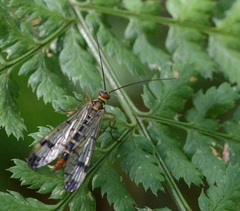 Panorpa cognata