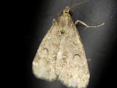 Hydrillodes pacifica