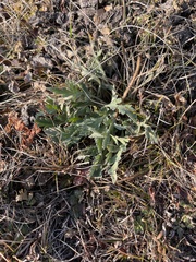 Papaver croceum