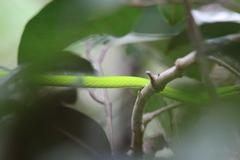 Ahaetulla prasina