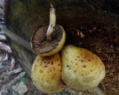 Pholiota adiposa