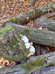 Trametes pubescens