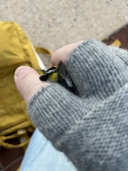 Zonotrichia albicollis