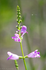 Physostegia