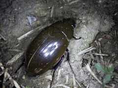 Hydrophilus acuminatus