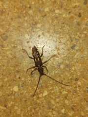 Ambonus distinctus