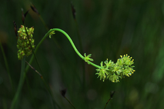 Tofieldia calyculata