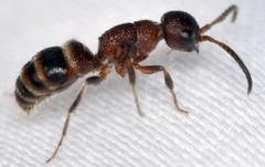 Myrmosa unicolor
