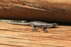 Trachylepis punctatissima