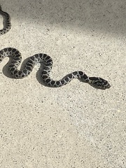 Hemorrhois hippocrepis