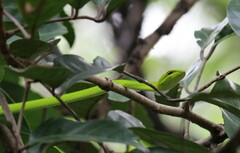 Ahaetulla prasina