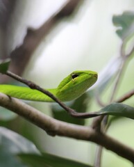 Ahaetulla prasina