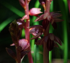 Corallorhiza striata
