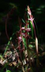 Corallorhiza striata