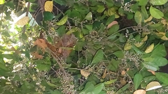 Pseudocheirus peregrinus