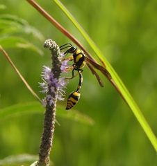 Phimenes flavopictus