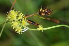 Cantharis flavilabris